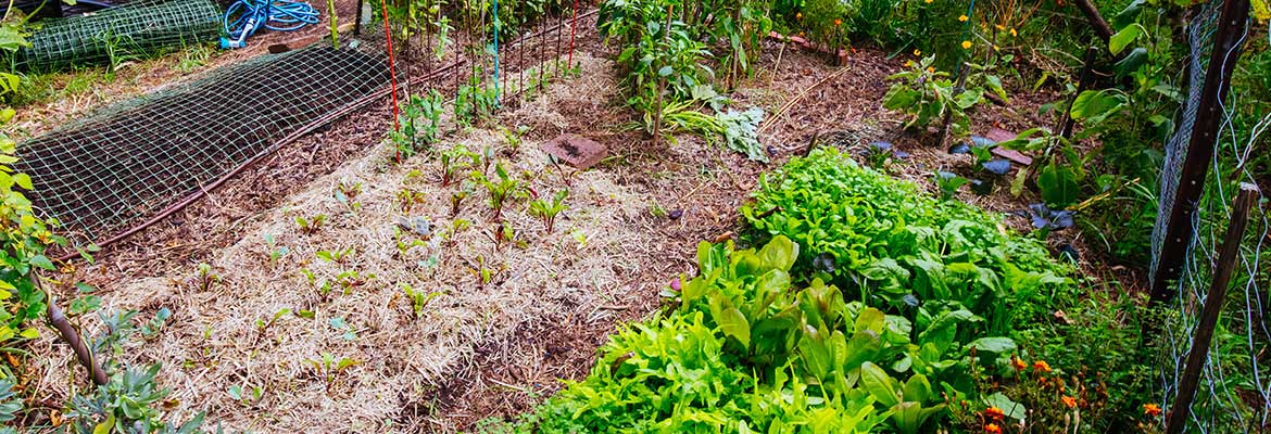 loule bio garden